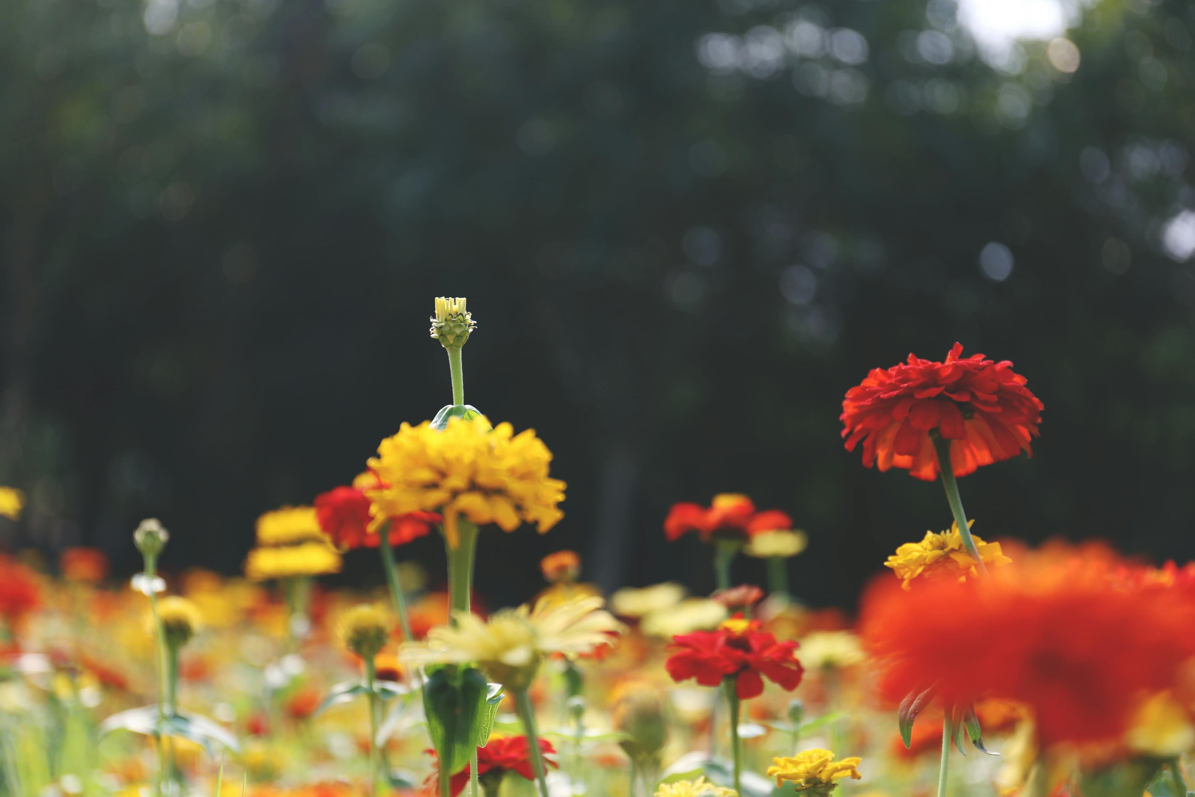 Mental Balance, Sleep & Medication Tapering